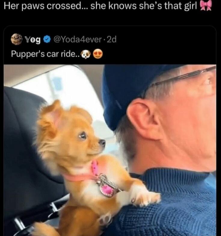 Her paws crossed... she knows she's that girl 🎀 Pupper's car ride.. 🐶😍 A small dog with crossed paws sitting on a person's shoulder in a car.