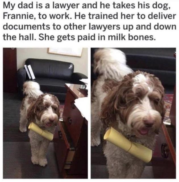 My dad is a lawyer and he takes his dog Frannie to work He trained her to deliver documents to other lawyers up and down the hall She gets paid in milk bones