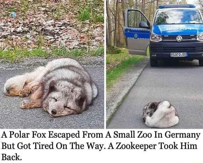 A Polar Fox Ecaped mm A Small Zoo In Germany But Got Tired On The Way A Zookeeper Took Him Back