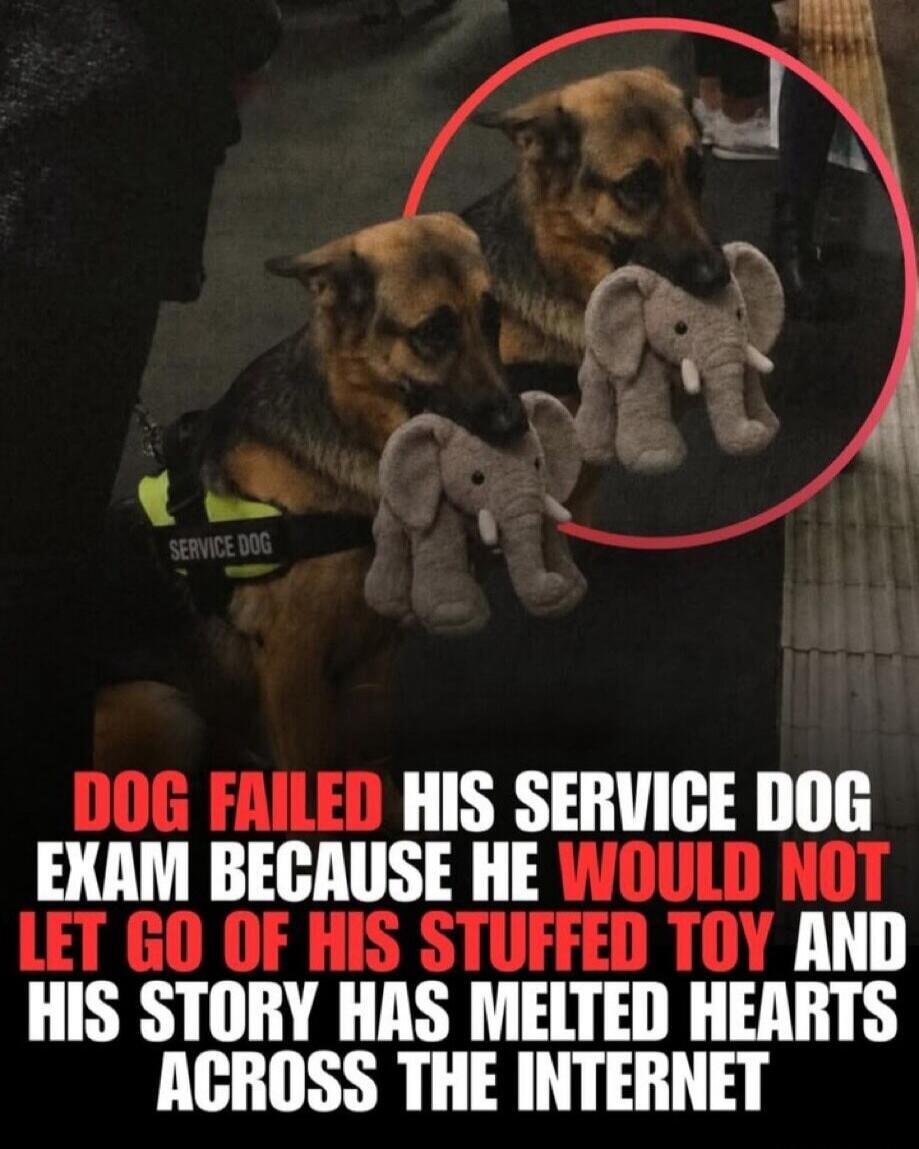 SERVICE DOG DOG FAILED HIS SERVICE DOG EXAM BECAUSE HE WOULD NOT LET GO OF HIS STUFFED TOY AND HIS STORY HAS MELTED HEARTS ACROSS THE INTERNET