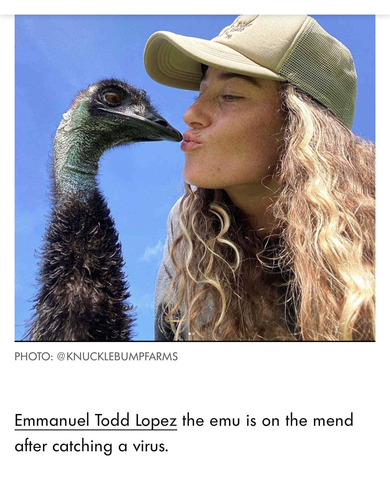 PHOTO KNUCKLEBUMPFARMS Emmanuel Todd Lopez the emu is on the mend after catching a virus