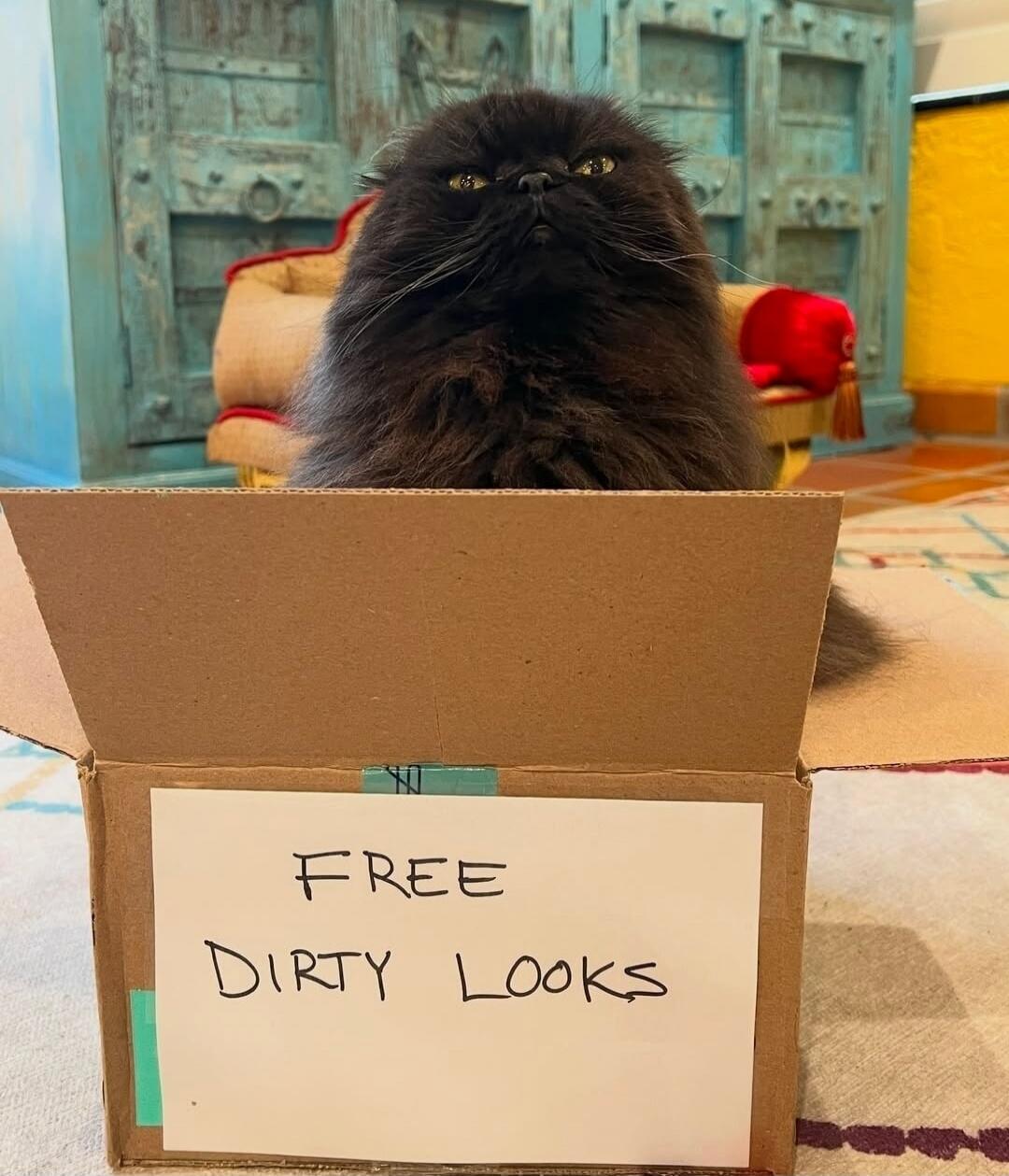 FREE DIRTY LOOKS