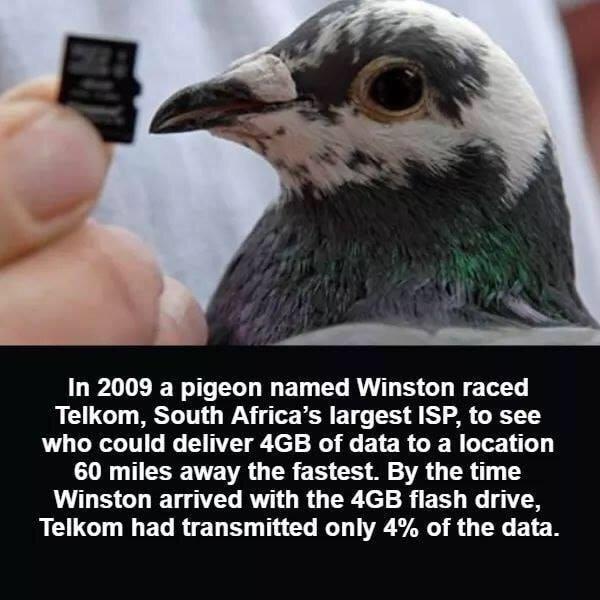 In 2009 a pigeon named Winston raced Telkom South Africas largest ISP to see who could deliver 4GB of data to a location 60 miles away the fastest By the time Winston arrived with the 4GB flash drive Telkom had transmitted only 4 of the data
