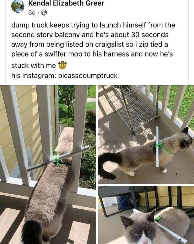 6d Q dump truck keeps trying to launch himself from the second story balcony and hes about 30 seconds away from being listed on craigslist so i zip tied a piece of a swiffer mop to his harness and now hes stuck with me his instagram picassodumptruck