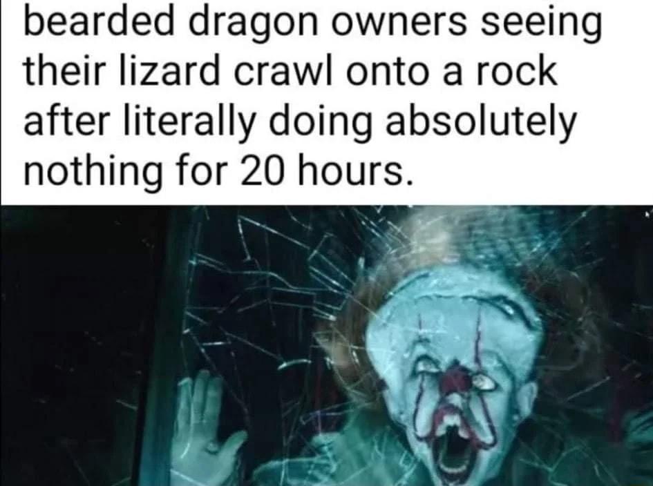 bearded dragon owners seeing their lizard crawl onto a rock after literally doing absolutely nothing for 20 hours