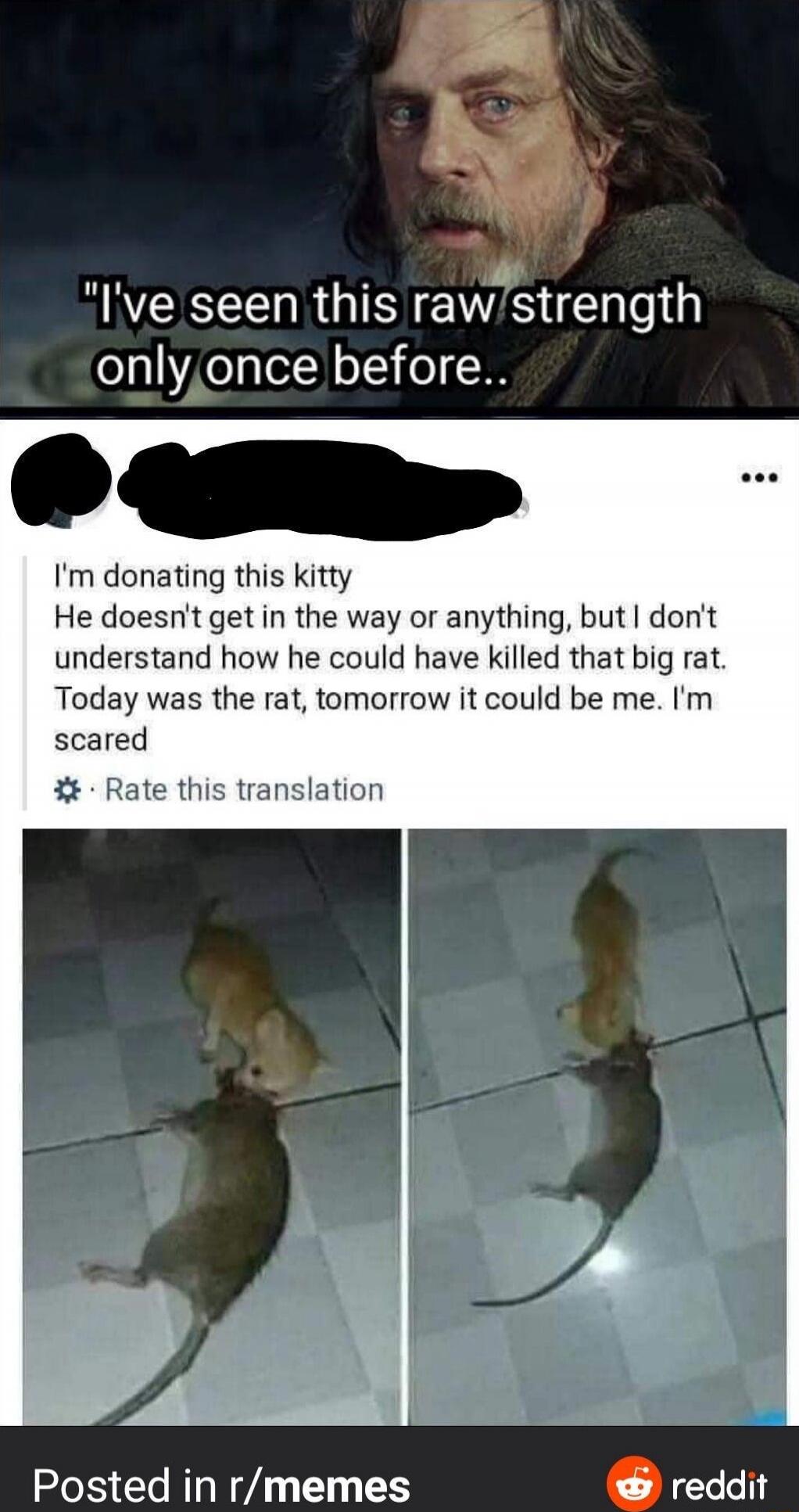 I've seen this raw strength only once before.. I'm donating this kitty He doesn't get in the way or anything, but I don't understand how he could have killed that big rat. Today was the rat, tomorrow it could be me. I'm scared