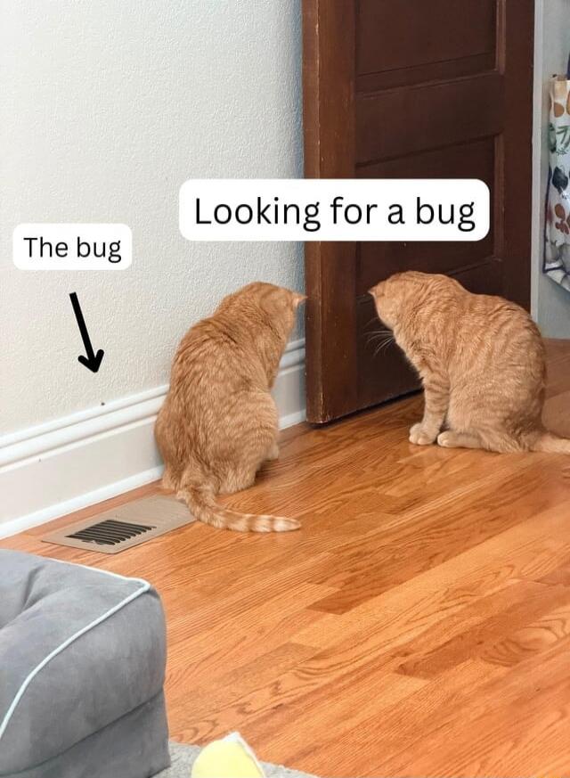 Looking for a bug. The bug.