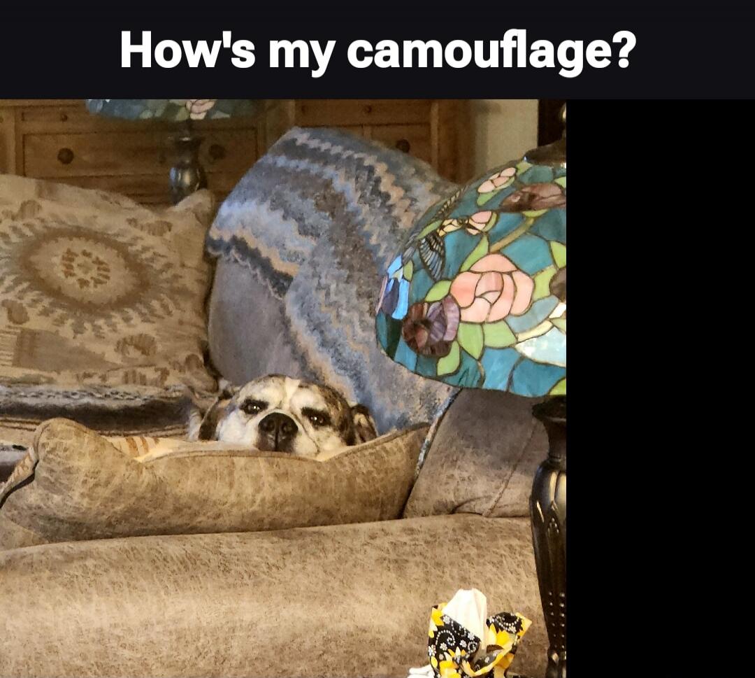 How's my camouflage?