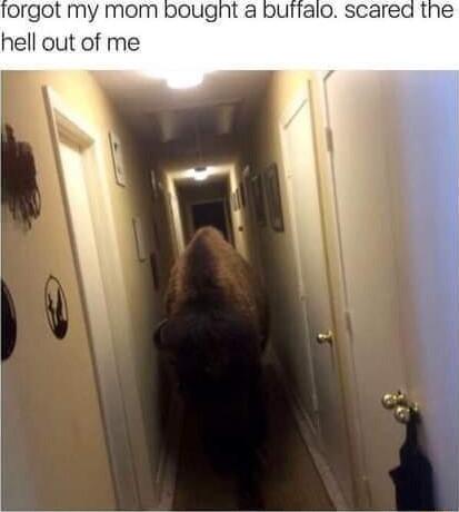 orgot my mom bougnt a buffalo scared the hell out of me
