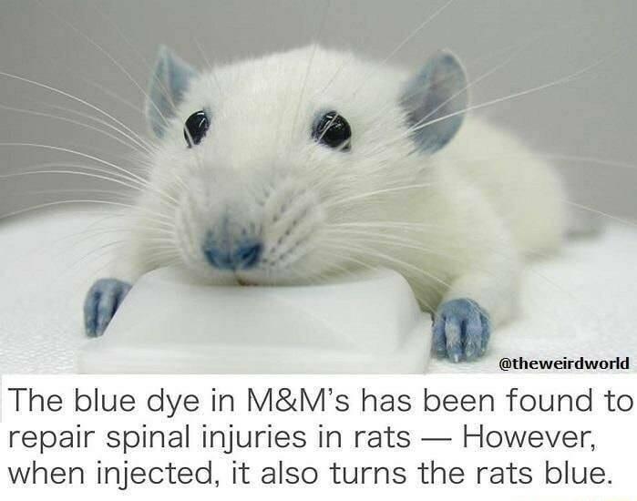 The blue dye in MMs has been found to repair spinal injuries in rats However when injected it also turns the rats blue