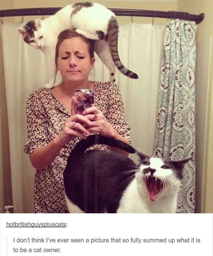 hotbritishguyspluscats dont think Ive ever seen a picture that so fully summed up what it is to be a cat owner