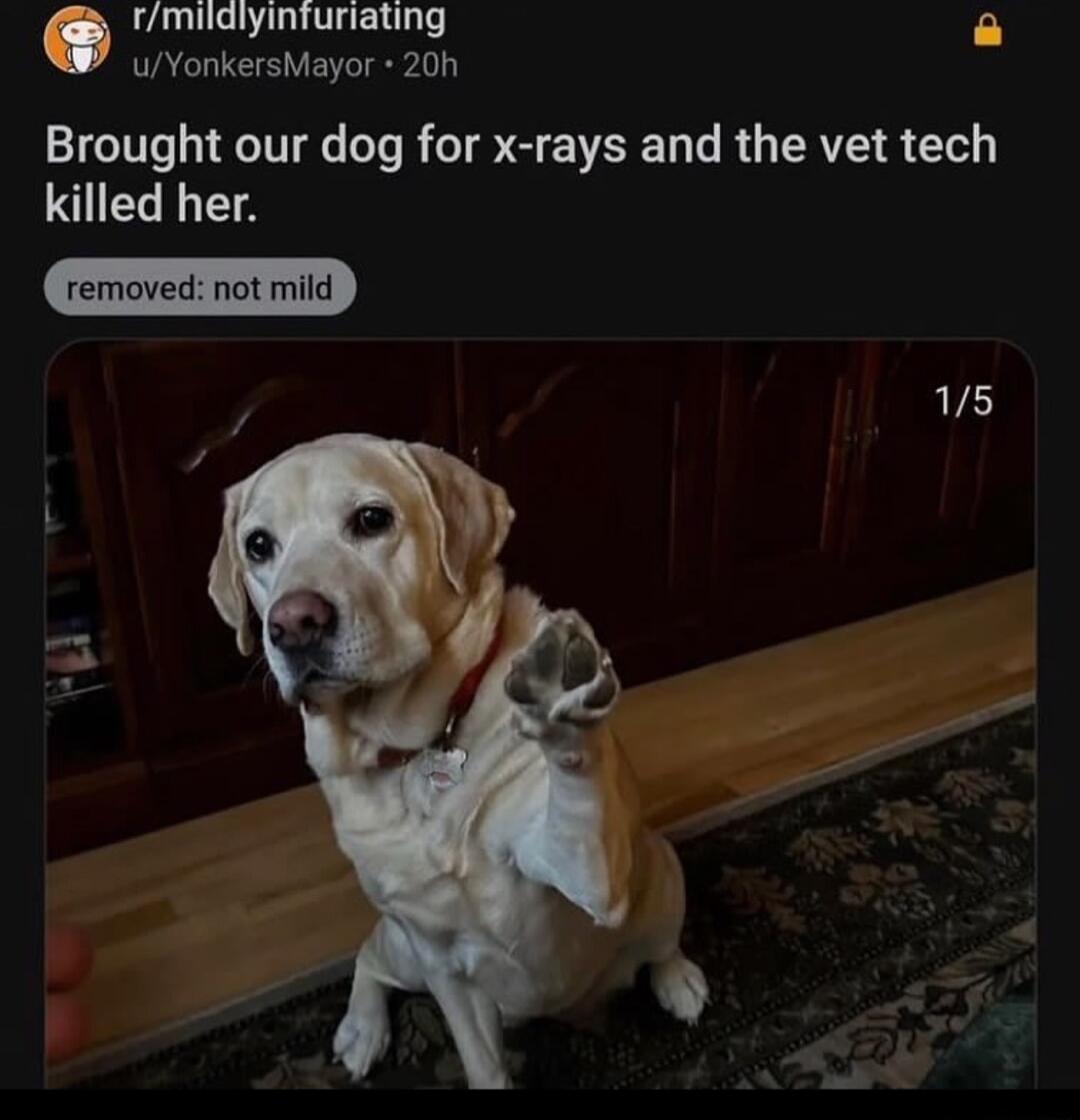 rmildlyinfuriating uYonkersMayor 20h Brought our dog for x rays and the vet tech killed her removed not mild 15 L