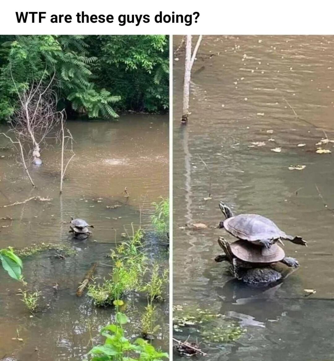 WTF are these guys doing N Vi