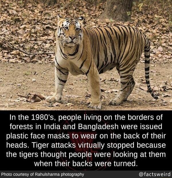 forests in India and Bangladesh were issued plastic face masks to wear on the back of their heads Tiger attacks virtually stopped because the tigers thought people were looking at them WAL R QI ERICATE CRUTGELE Photo courtesy of Rahulsharma photography factsweird