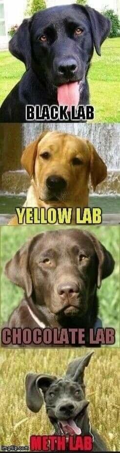 BLACK LAB YELLOW LAB CHOCOLATE LAB METH LAB
