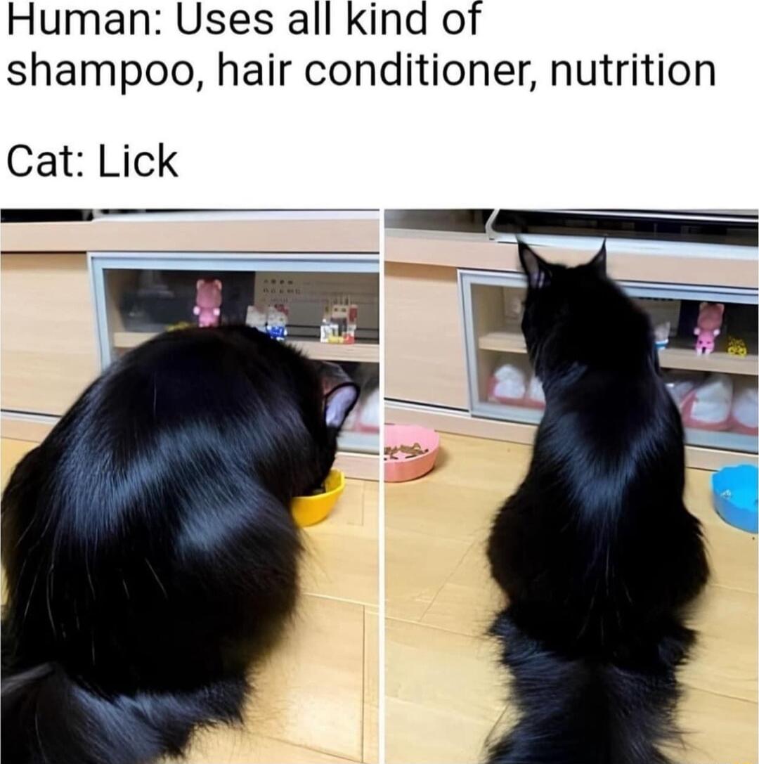 Human Uses all kind of shampoo hair conditioner nutrition Cat Lick