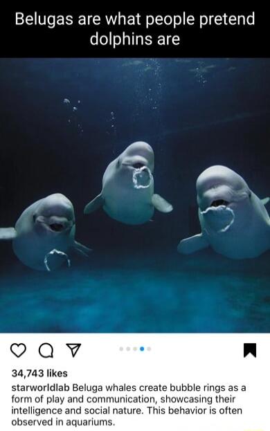 Belugas are what people pretend dolphins are oQv n 34743 likes starworldlab Beluga whales create bubble rings as a form of play and communication showcasing their intelligence and social nature This behavior is often observed in aquariums