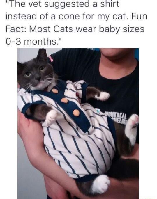 The vet suggested a shirt instead of a cone for my cat Fun Fact Most Cats wear baby sizes 0 3 months