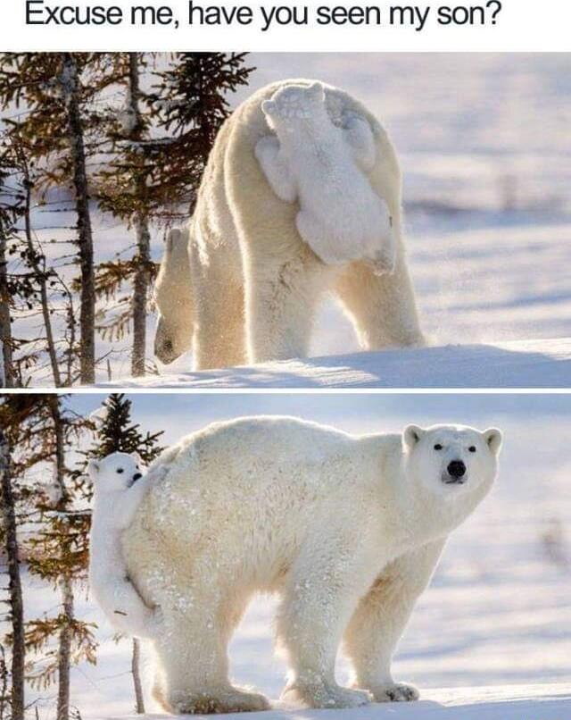 Excuse me have you seen my son