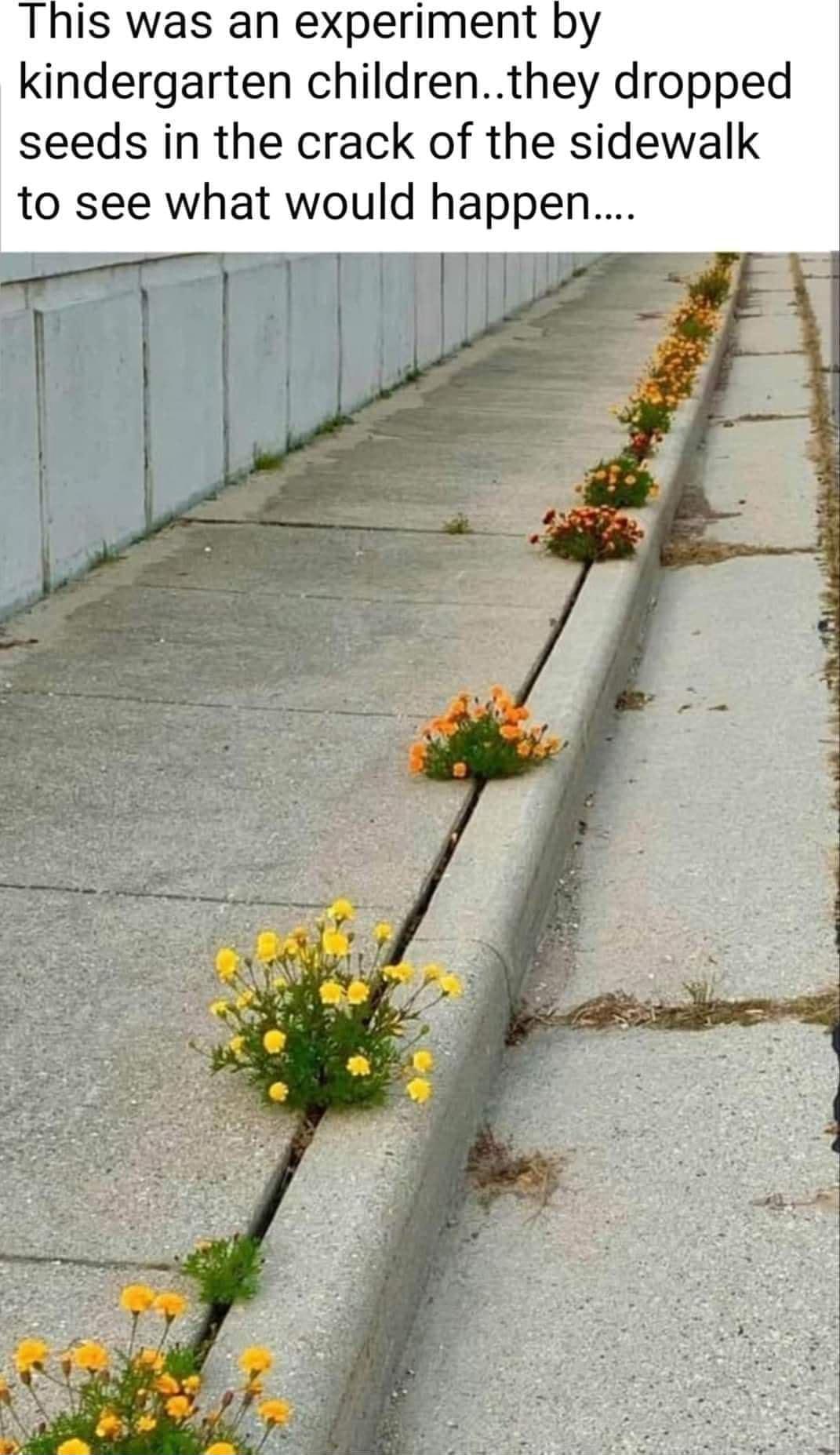 This was an experiment by kindergarten childrenthey dropped seeds in the crack of the sidewalk to see what would happen 11T