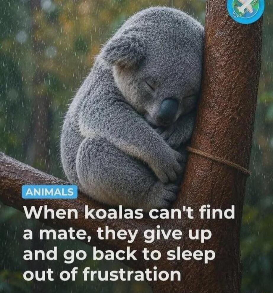 ANIMALS When koalas can't find a mate, they give up and go back to sleep out of frustration