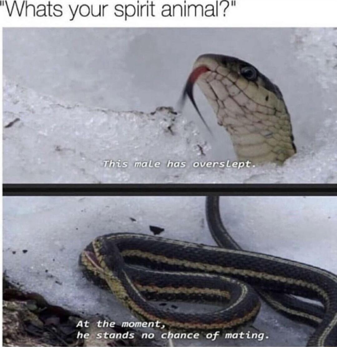 Whats your spirit animal