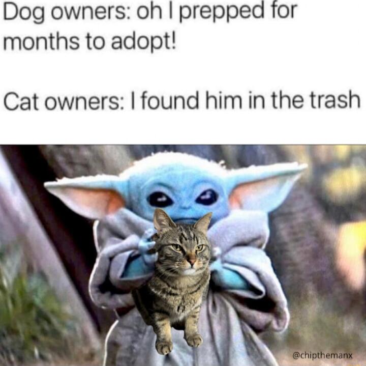 Dog owners oh prepped for months to adopt Cat owners found him in the trash