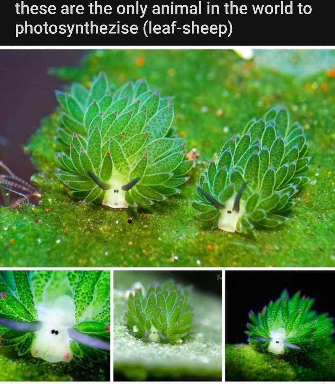 these are the only animal in the world to photosynthezise leaf sheep