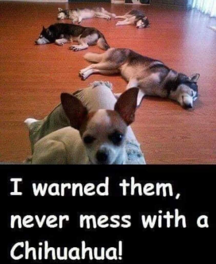 I warned them, never mess with a Chihuahua!