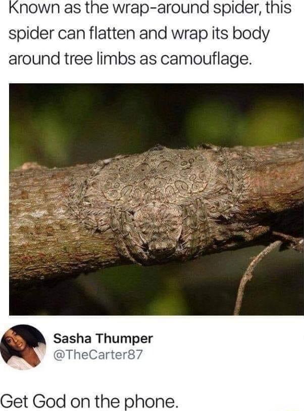 Known as the wrap around spider spider can flatten and wrap its body around tree limbs as camouflage Sasha Thumper Get God on the