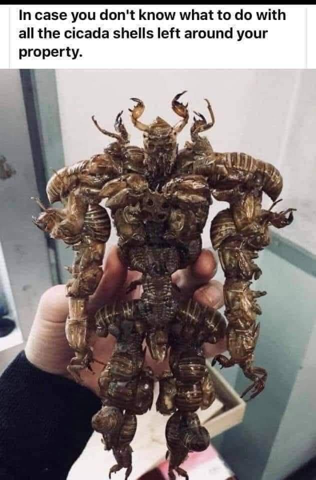 In case you dont know what to do with all the cicada shells left around your property