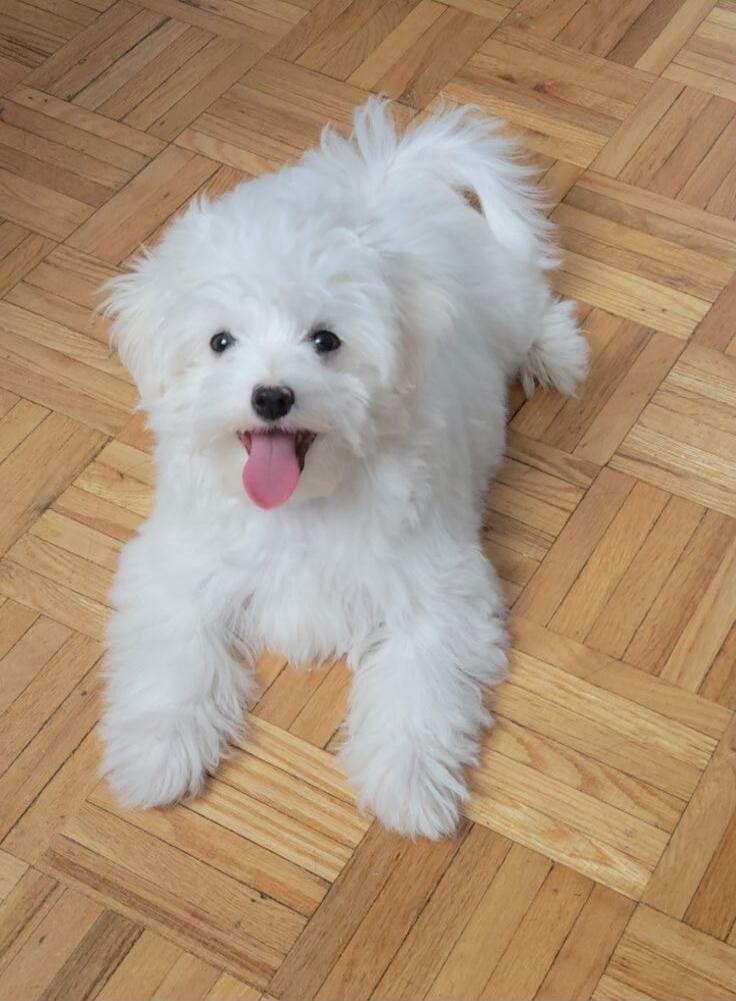 A white fluffy puppy with a pink tongue sticking out, sitting on a wooden parquet floor.
