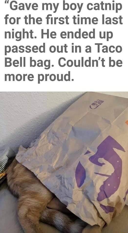 Gave my boy catnip for the first time last night He ended up passed out in a Taco Bell bag Couldnt be more proud N