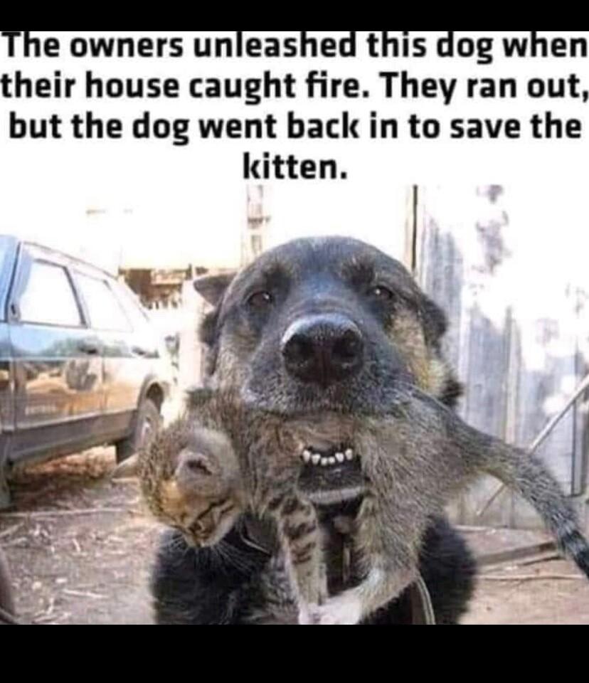 He owners unlease tls og wen their house caught fire They ran out but the dog went back in to save the kitten