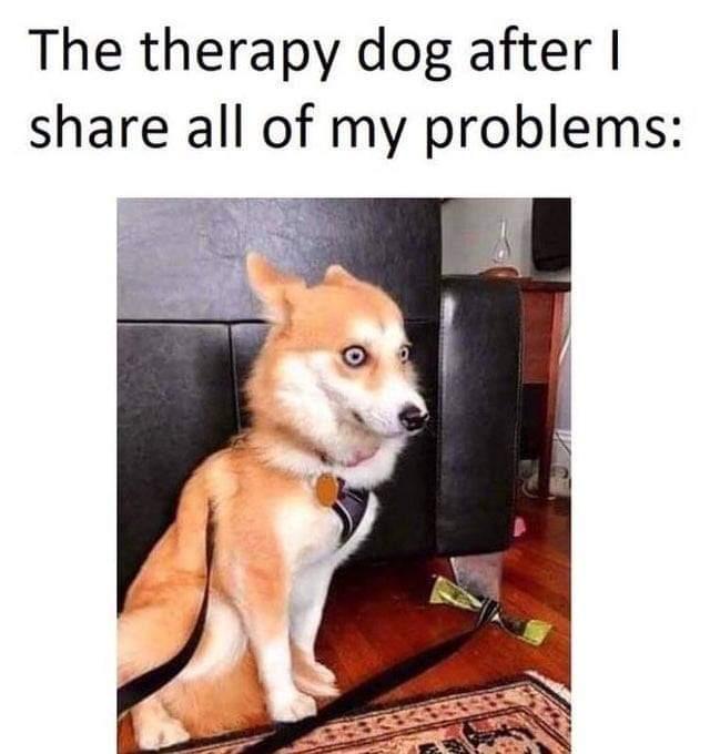 The therapy dog after share all of my problems