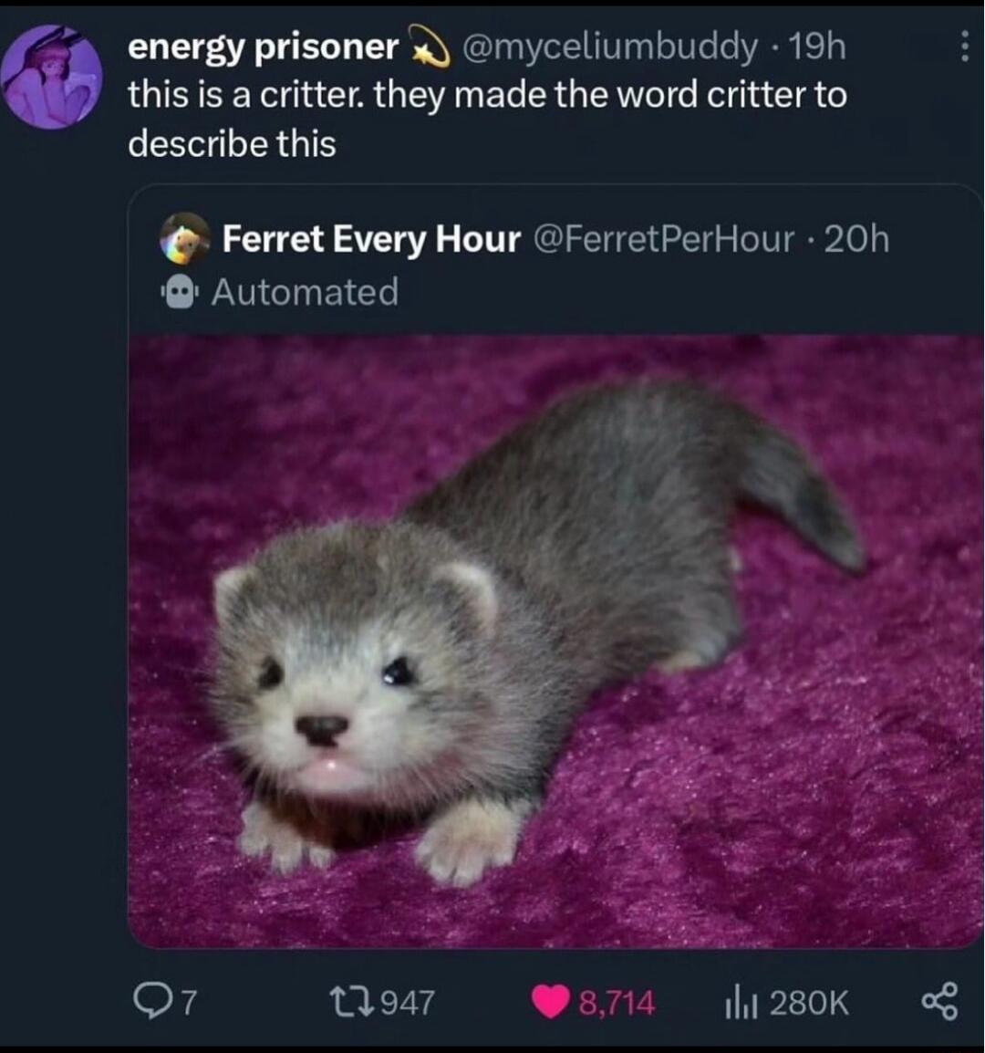 energy prisoner myceliumbuddy 19h this is a critter they made the word critter to describe this Ferret Every Hour FerretPerHour 20h Automated o7 Woar Weria 280K B