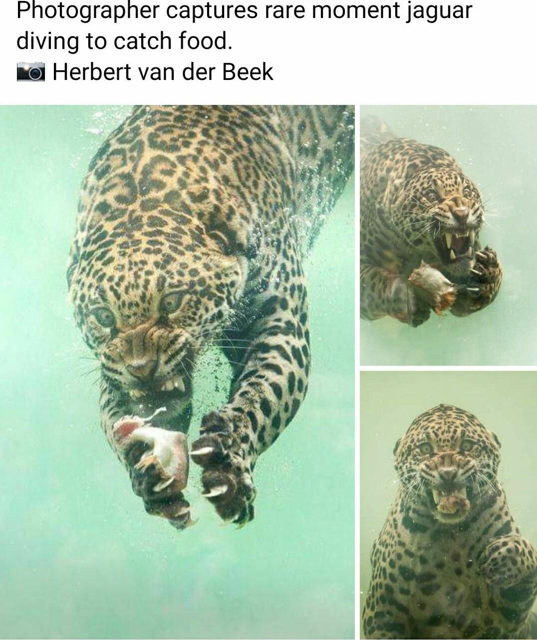 Photographer captures rare moment jaguar diving to catch food el Herbert van der Beek