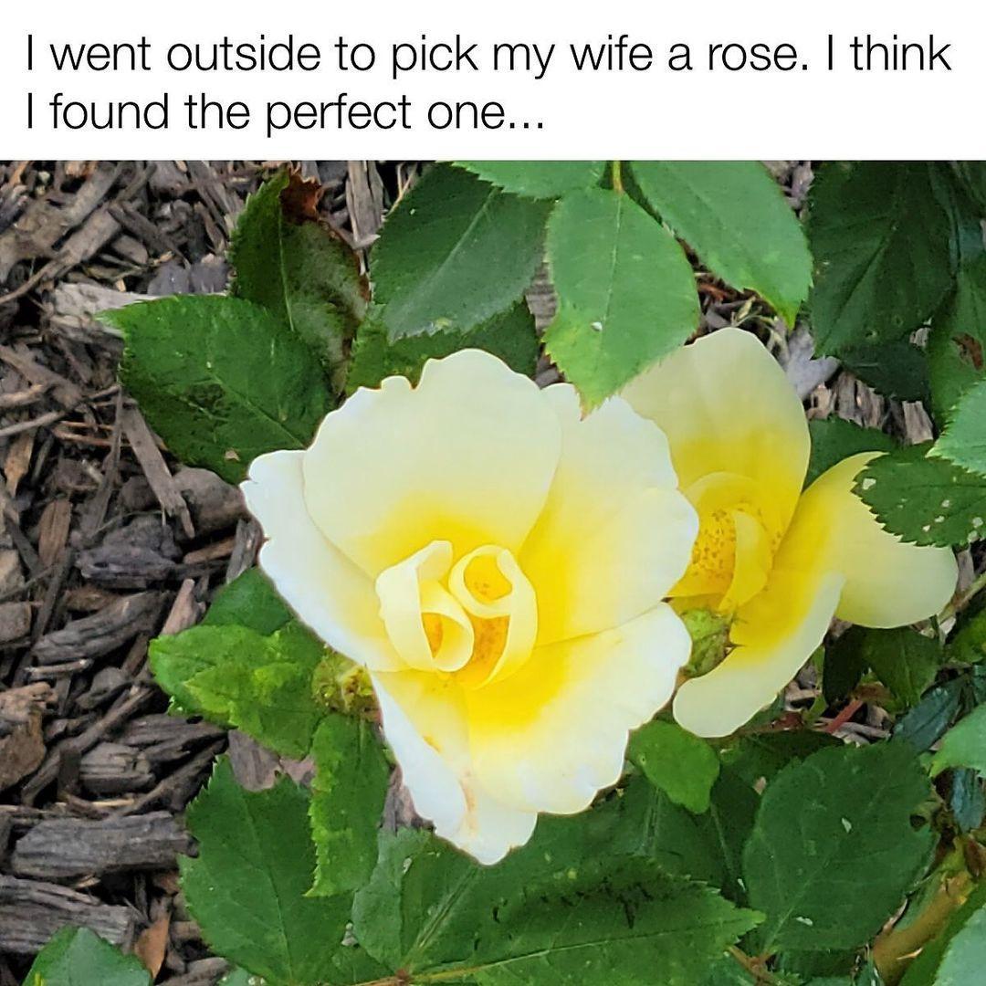 went outside to pick my wife a rose think found the perfect one W W 7 y SR