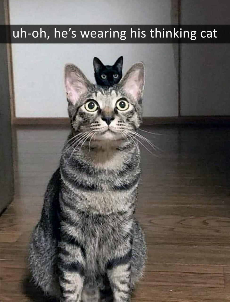 uh oh hes wearing his thinking cat