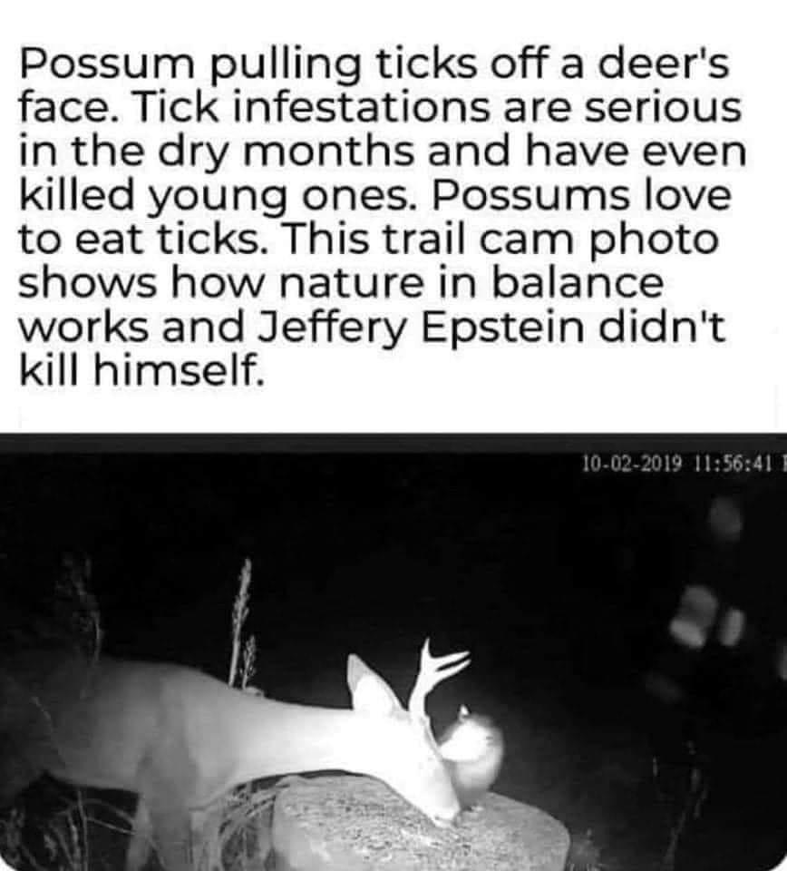 Possum pulling ticks off a deers face Tick infestations are serious in the dry months and have even killed young ones Possums love to eat ticks This trail cam photo shows how nature in balance works and Jeffery Epstein didnt kill himself