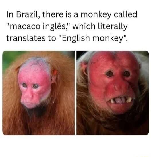 In Brazil, there is a monkey called 