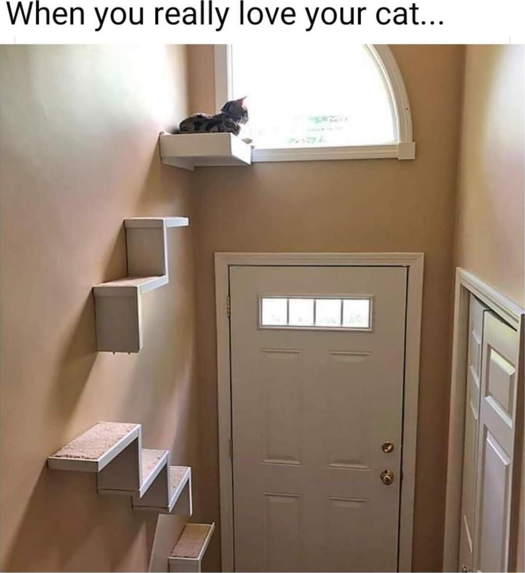 When you really love your cat