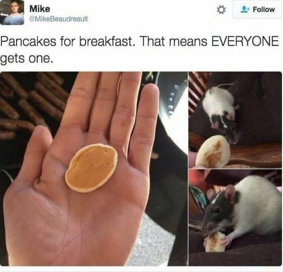 Pancakes for breakfast. That means EVERYONE gets one.