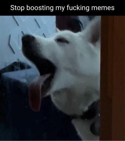 Stop boosting my fucking memes