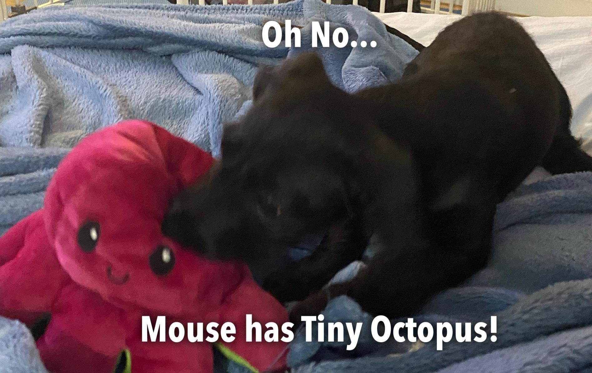 o Mouse has Tiny Octopus 0 y cop