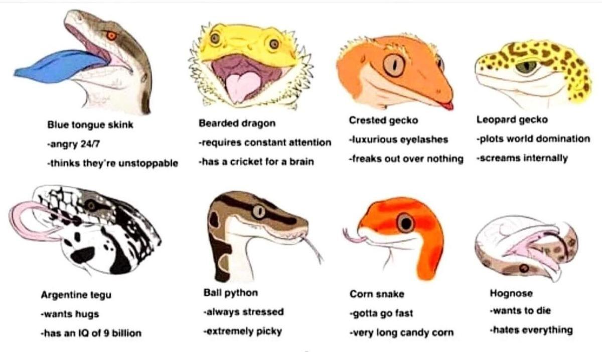 Blue tongue skink Bearded dragon Crested gecko angry 2477 requires constant attention luxurious eyelashes thinks theyre unstoppable has a cricket for a brain freaks out over nothing wants hugs has an 1Q of 9 billion