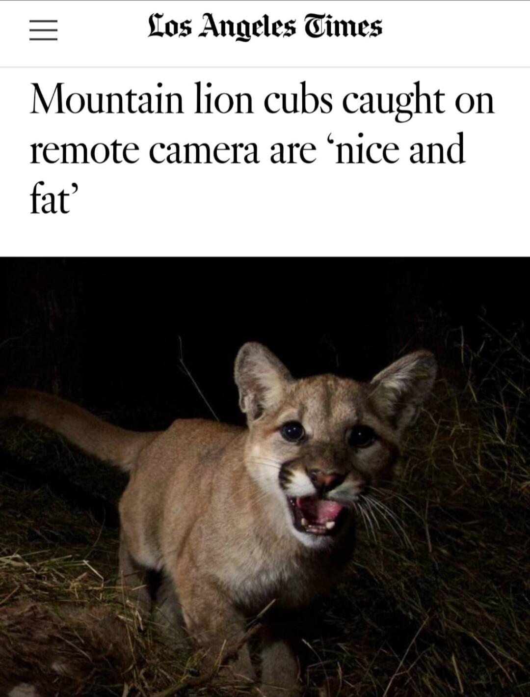 fLos Angeles Times Mountain lion cubs caught remote camera are hiCC 31 fat