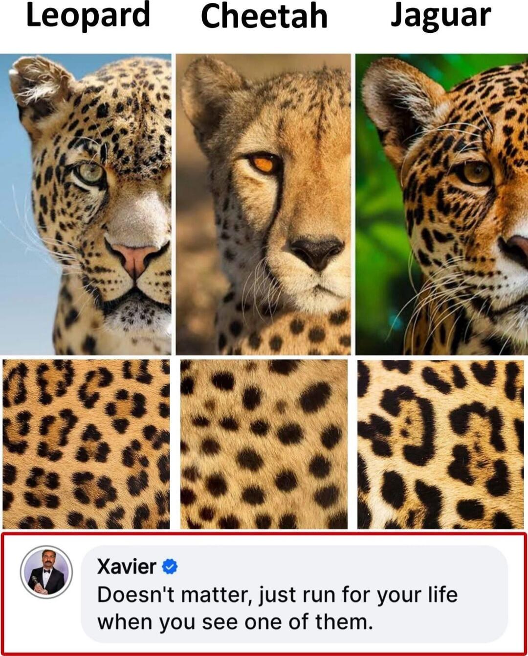 Xavier Doesnt matter just run for your life when you see one of them