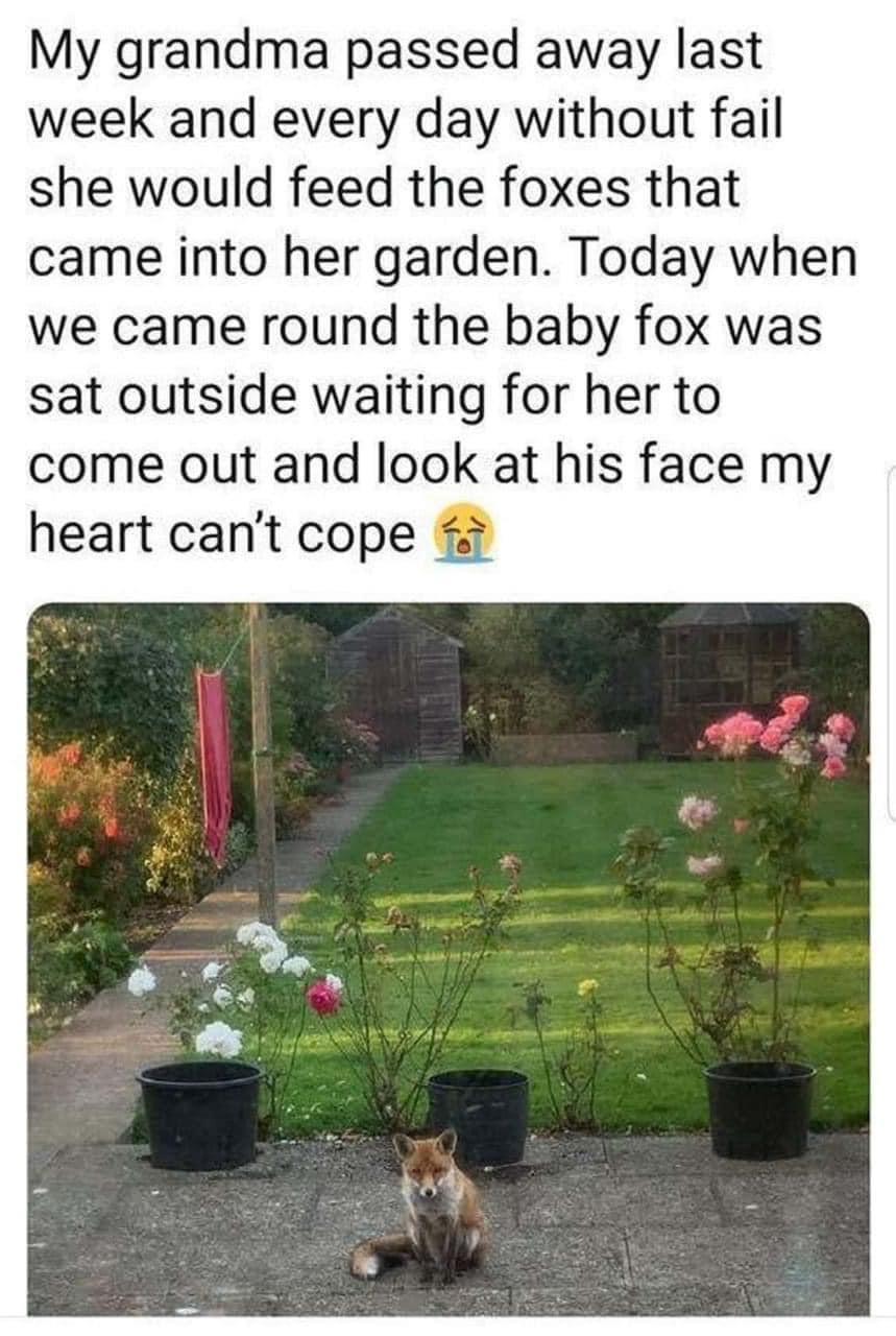 My grandma passed away last week and every day without fail she would feed the foxes that came into her garden Today when we came round the baby fox was sat outside waiting for her to come out and look at his face my heart cant cope