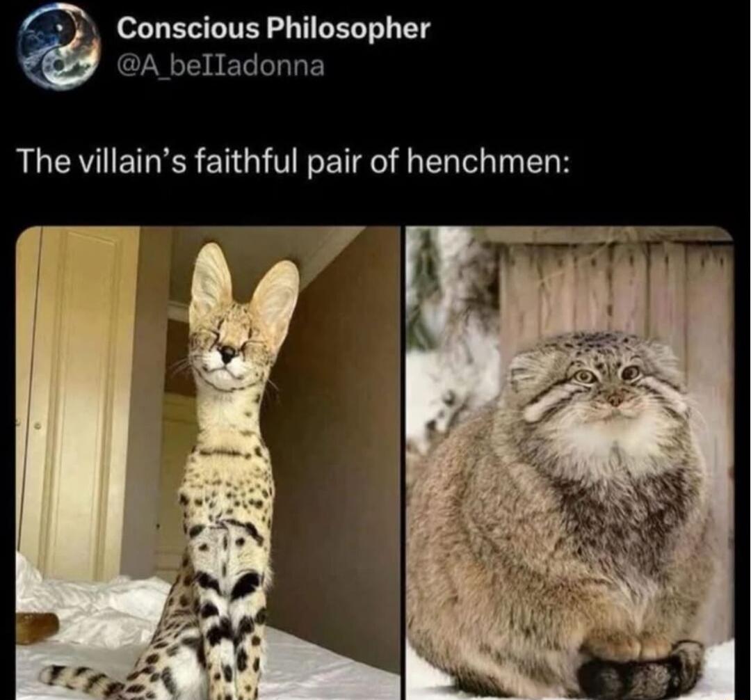 o B TITEY o TIGEL T TS A belladonna The villains faithful pair of henchmen